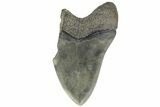 Partial, Fossil Megalodon Tooth - South Carolina #170336-1